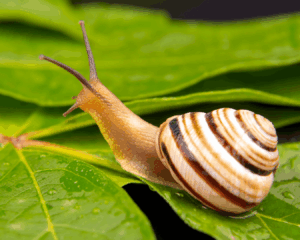 slow living Schnecke
